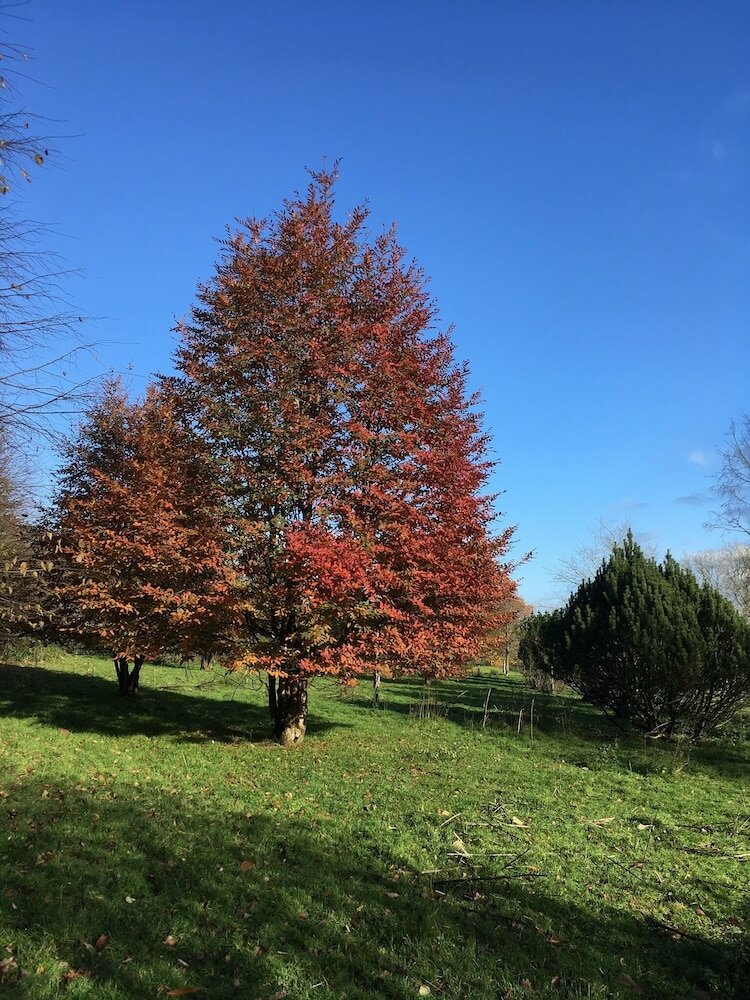 Фото Four Seasons Bed and Breakfast