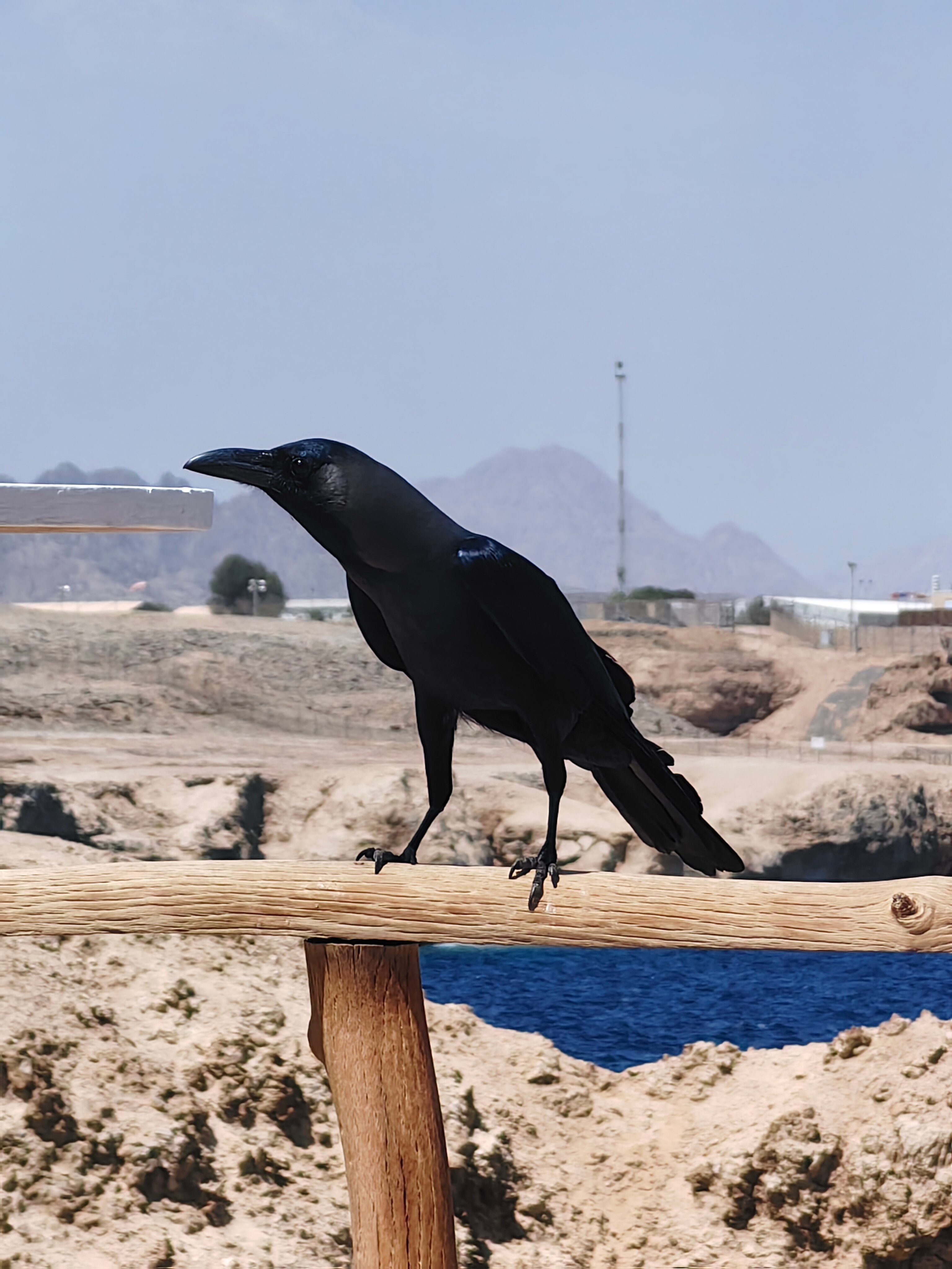 Фото Sharm Club Beach Resort