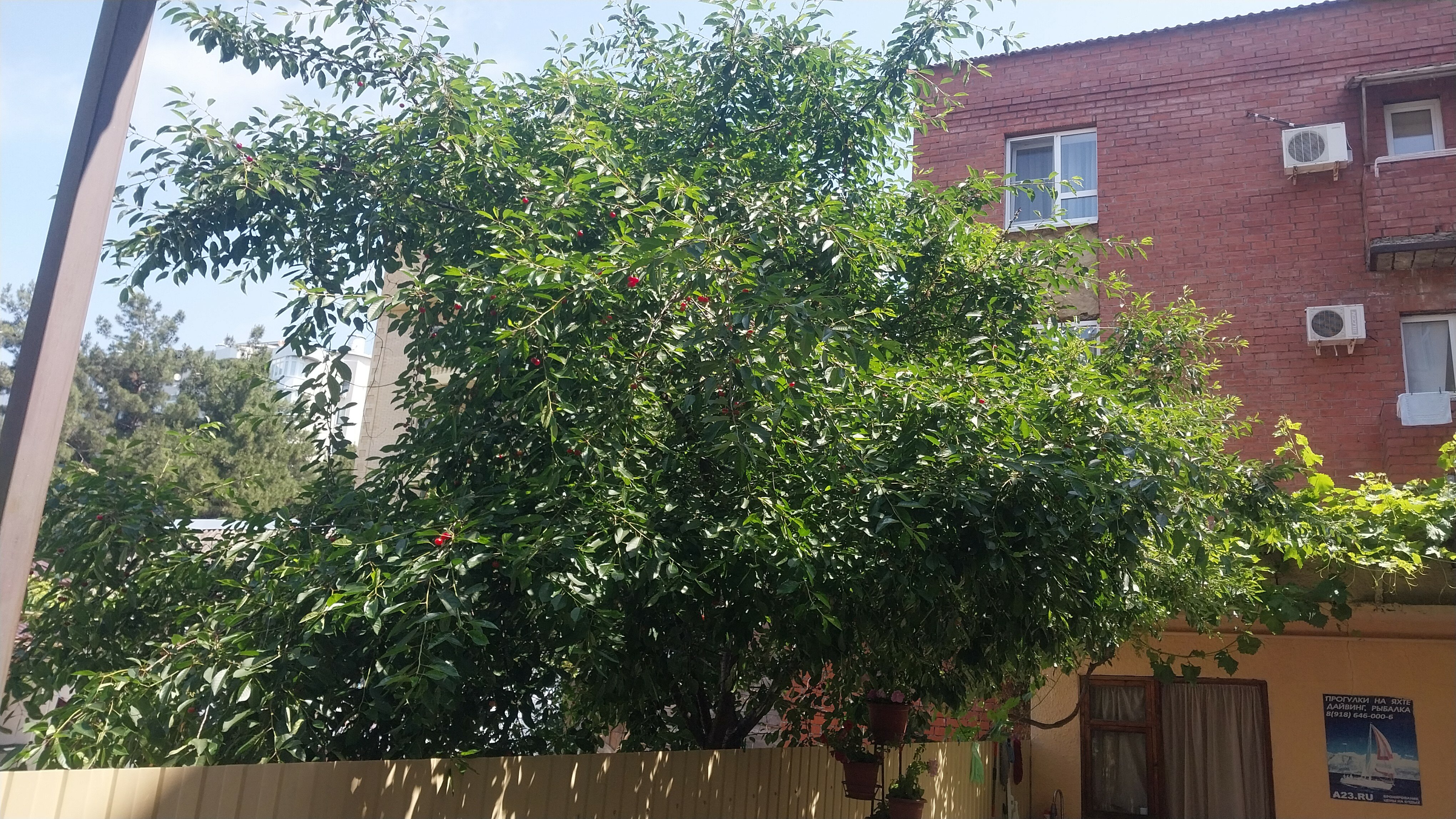 Фото Рианна