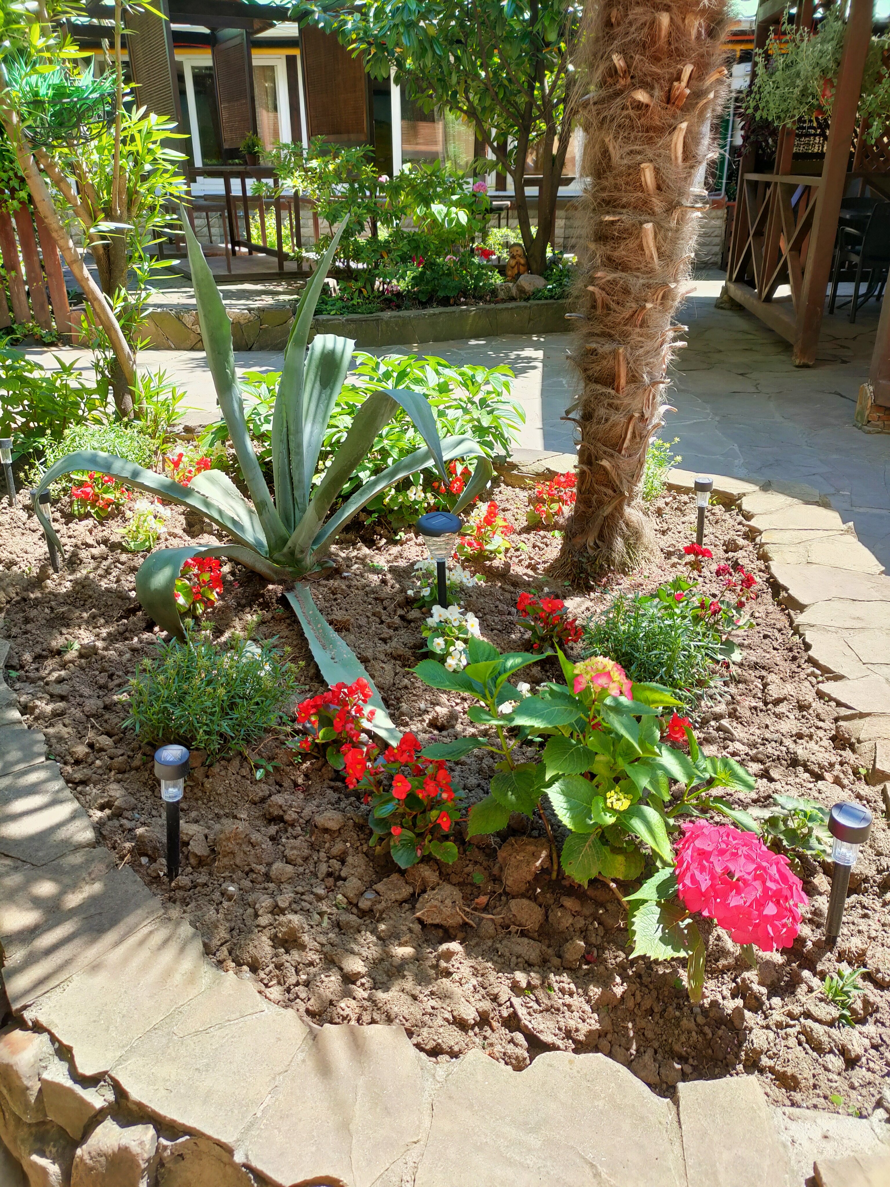 Фото Ромашка