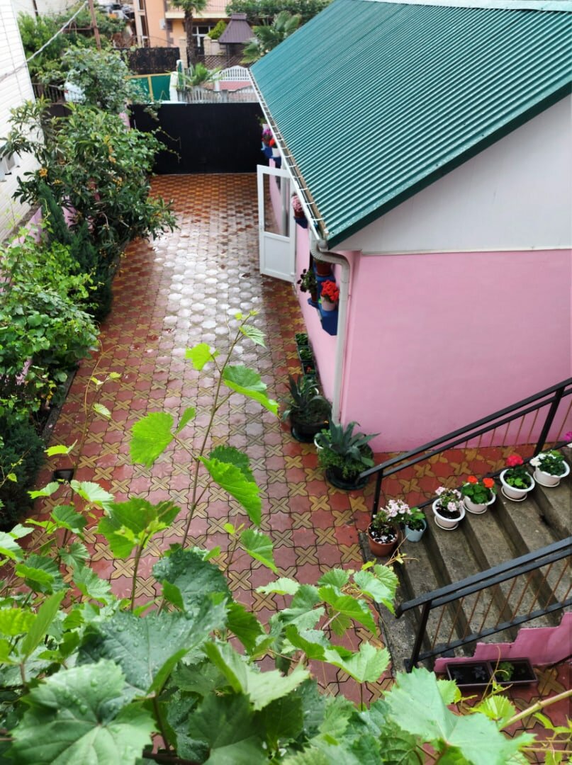 Фото Азалия