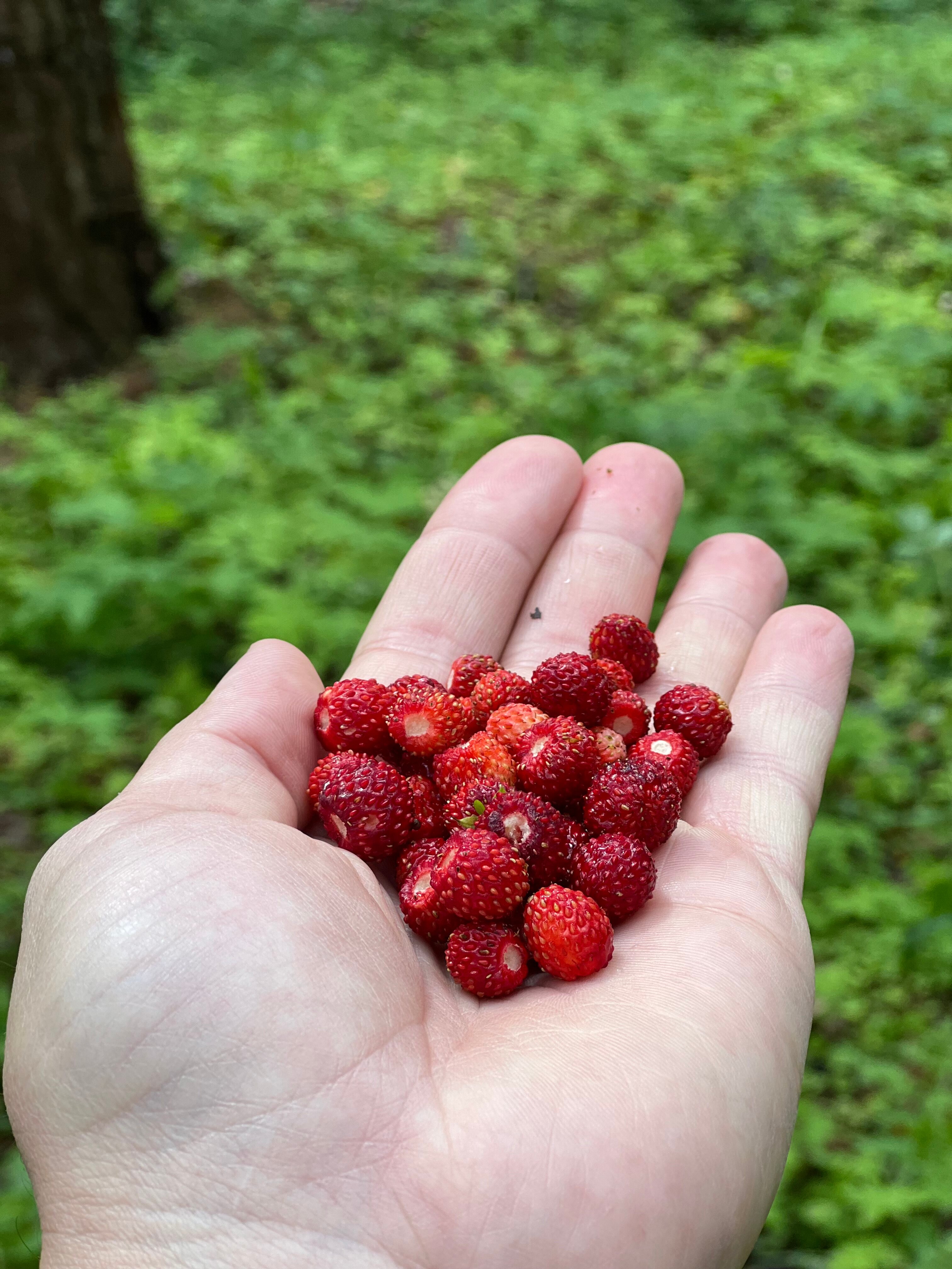 Фото Нептун