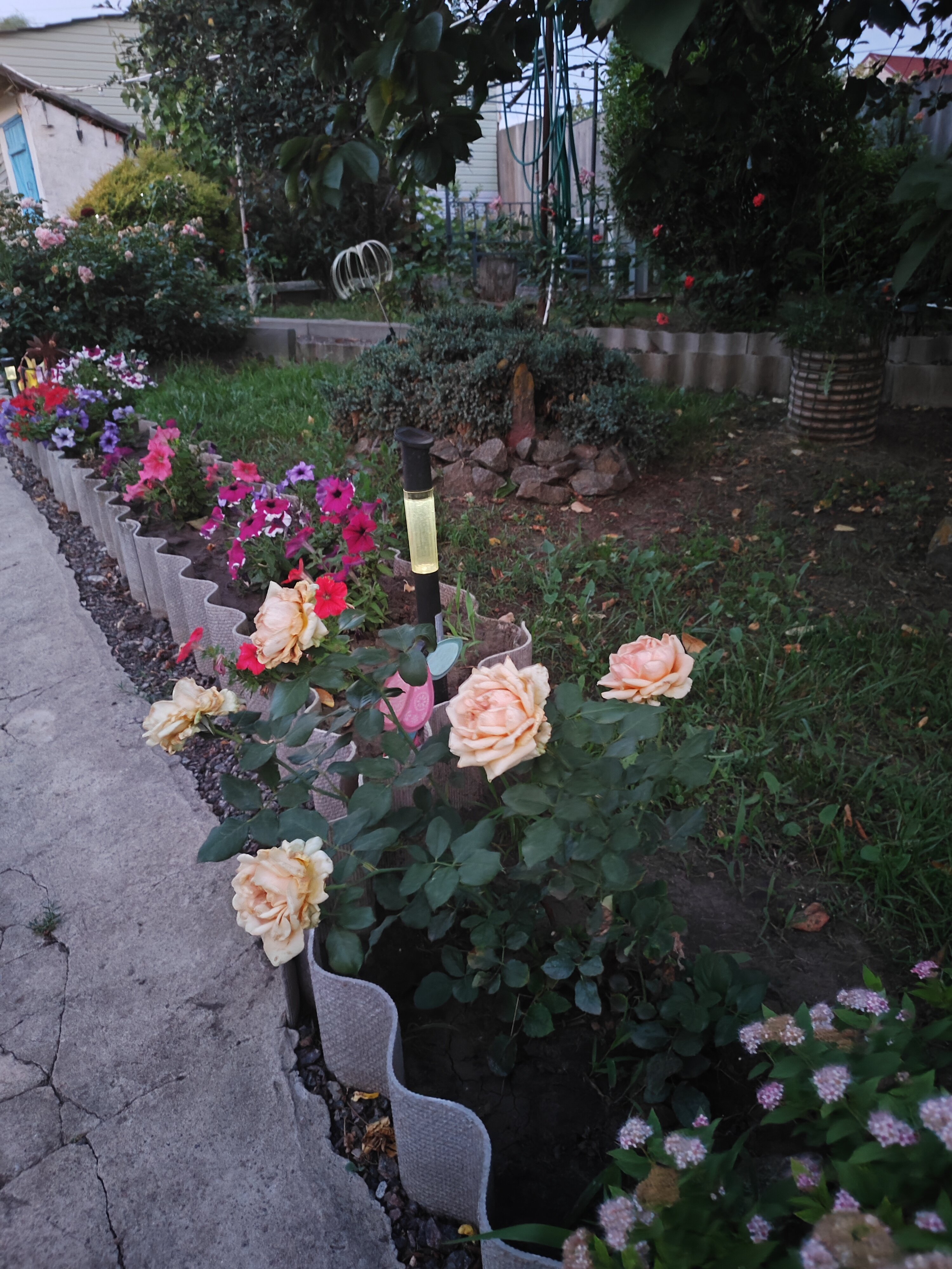 Фото Ивушка