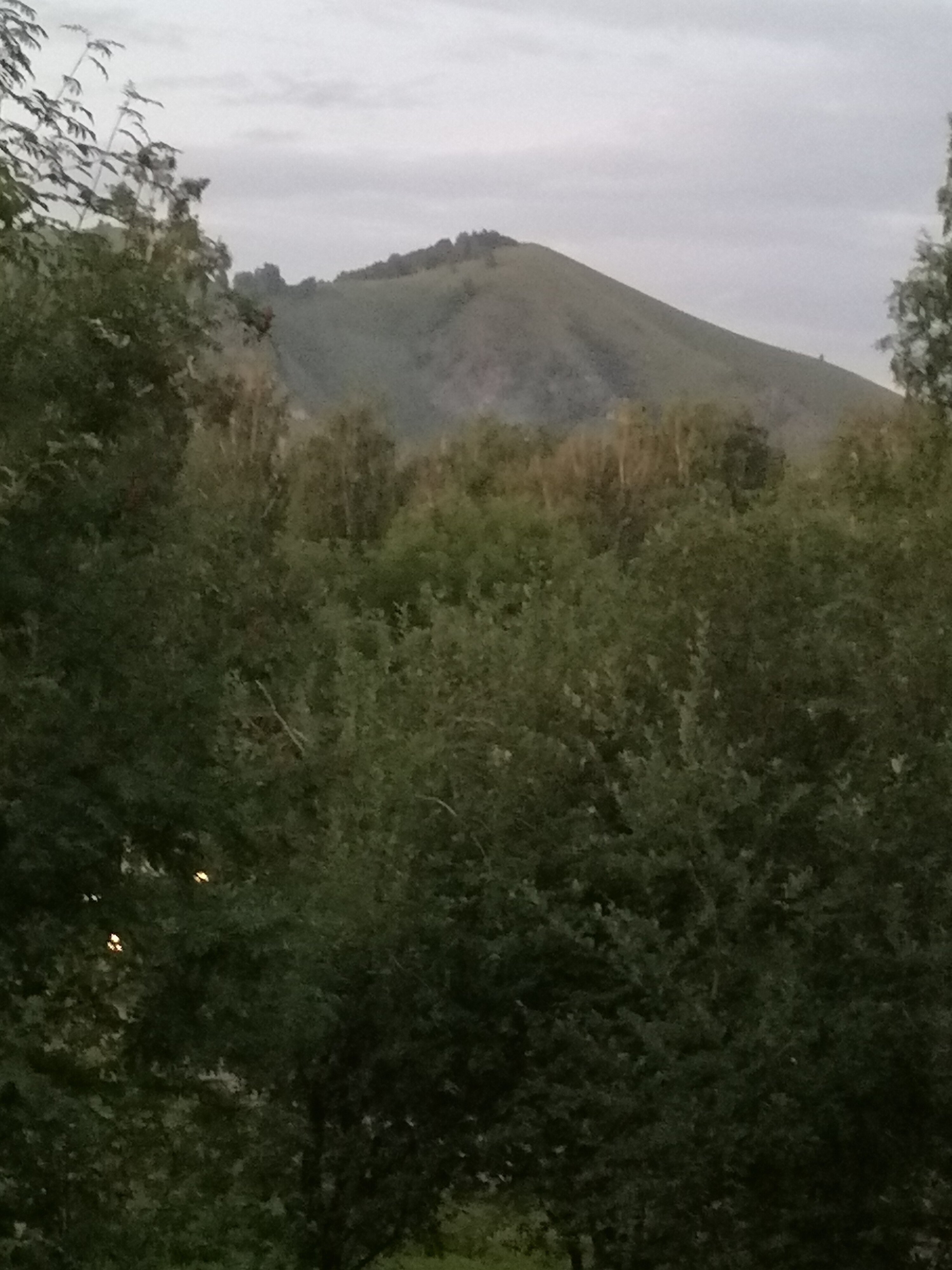 Фото Берёзка