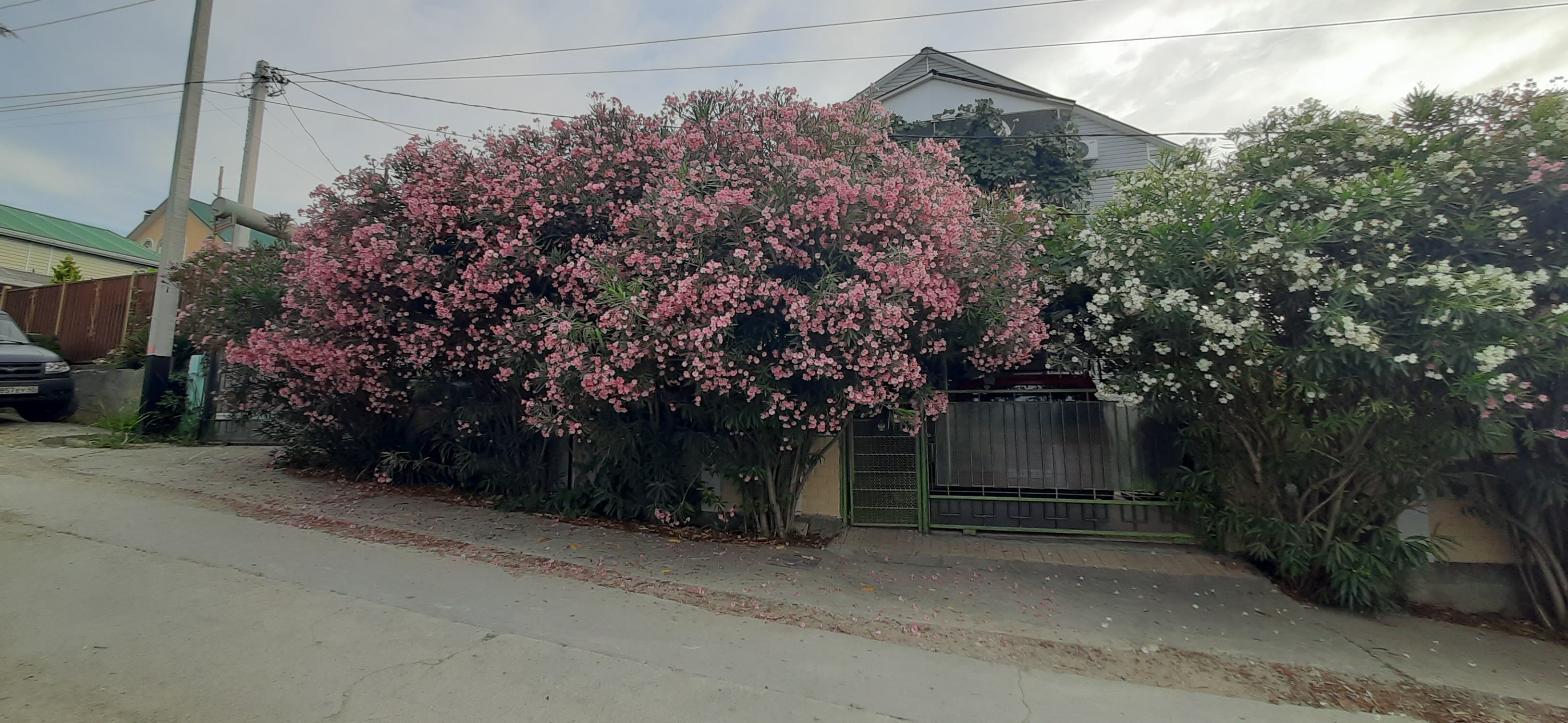 Фото Олеандр