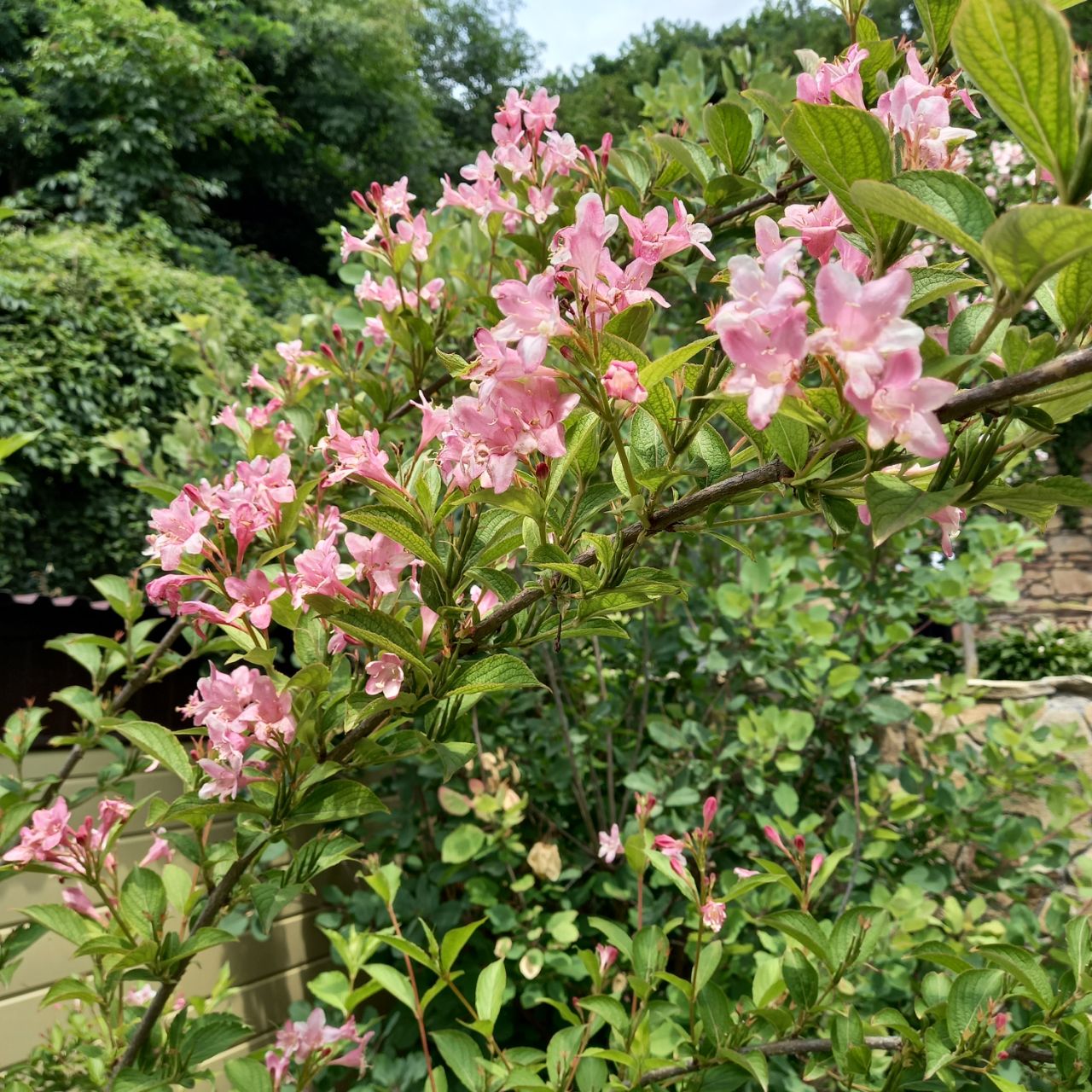 Фото Княжна Мери