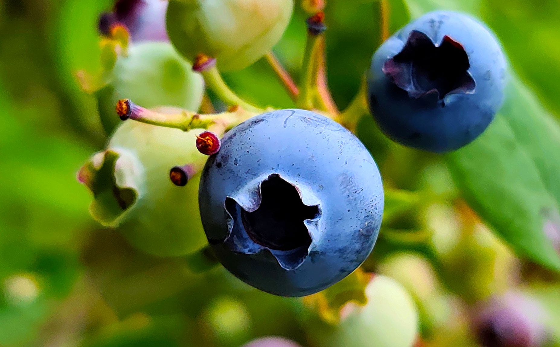 Фото Усадьба Большой Камень