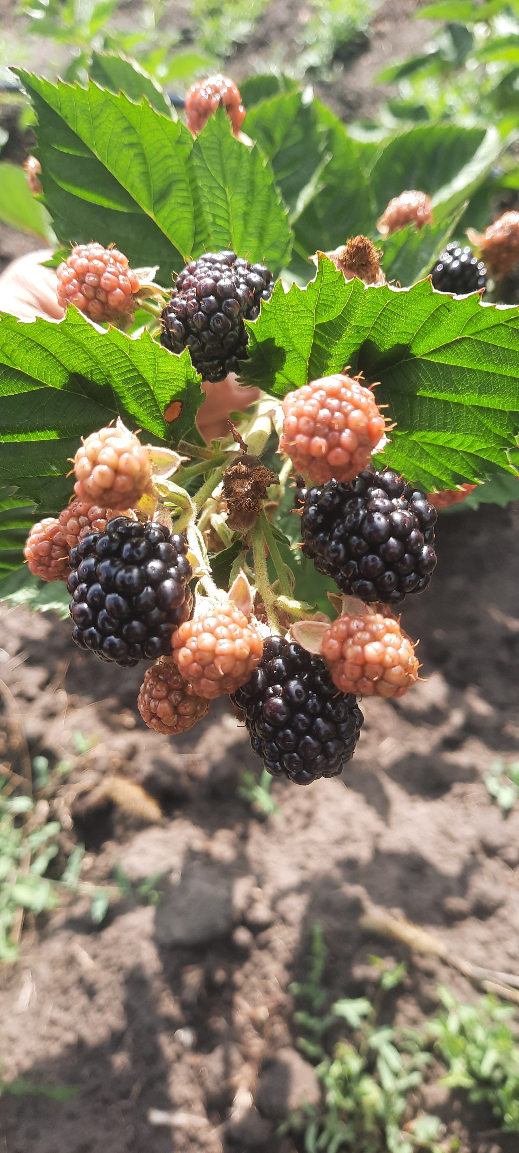 Фото Глэмпберри