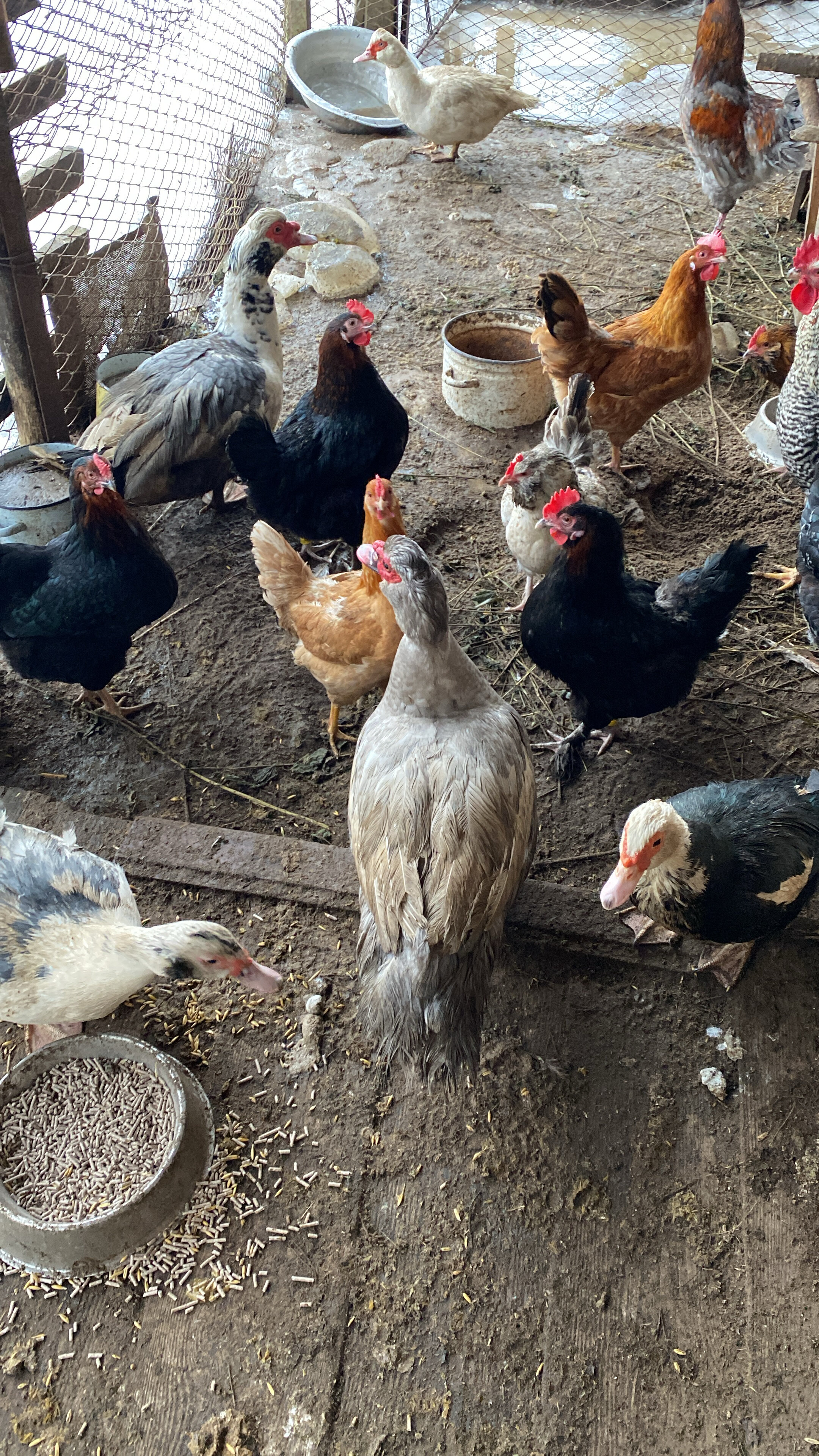 Фото Гнездо аиста