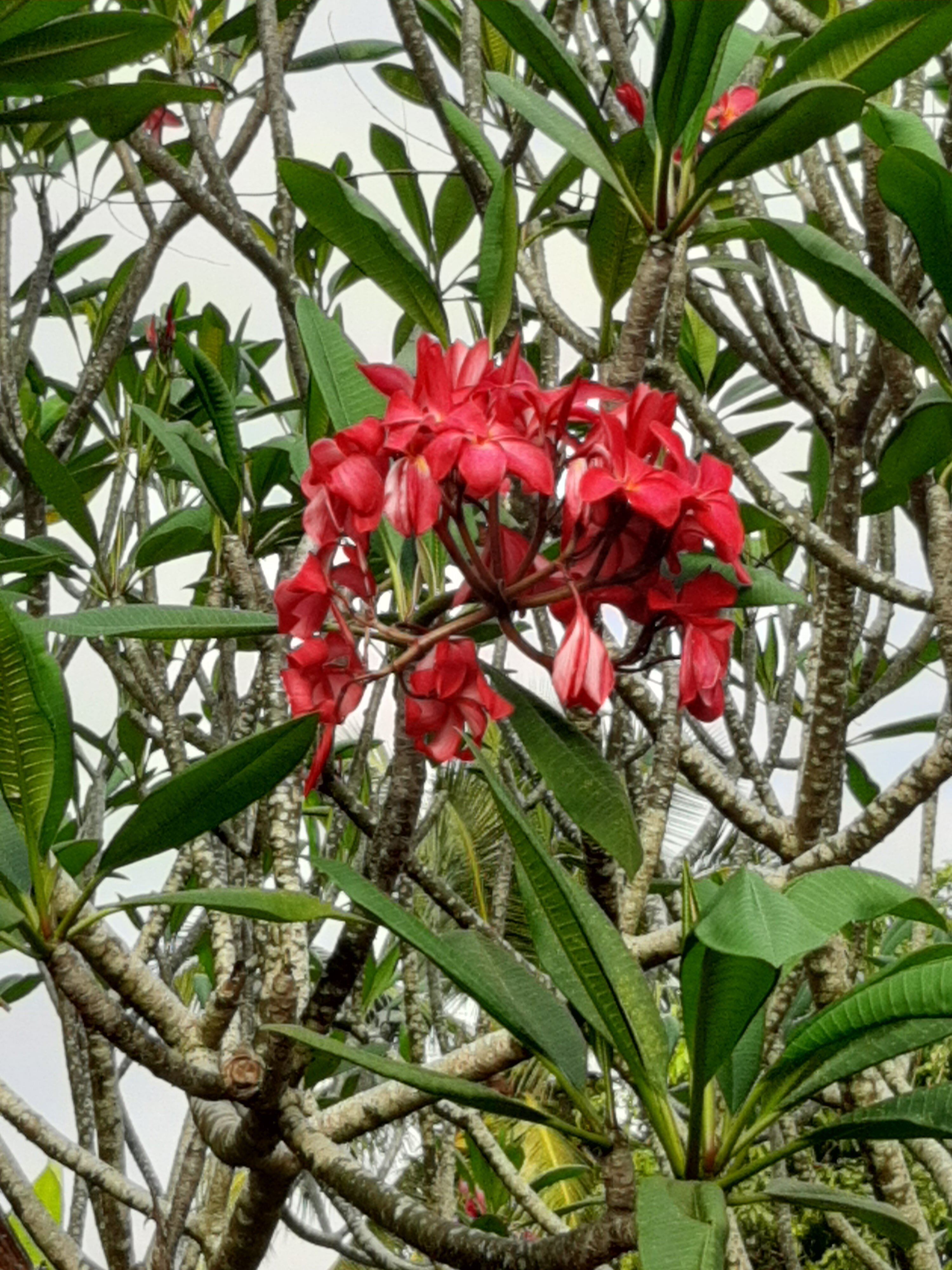 Фото Hibiscus Beach Hotel & Villas