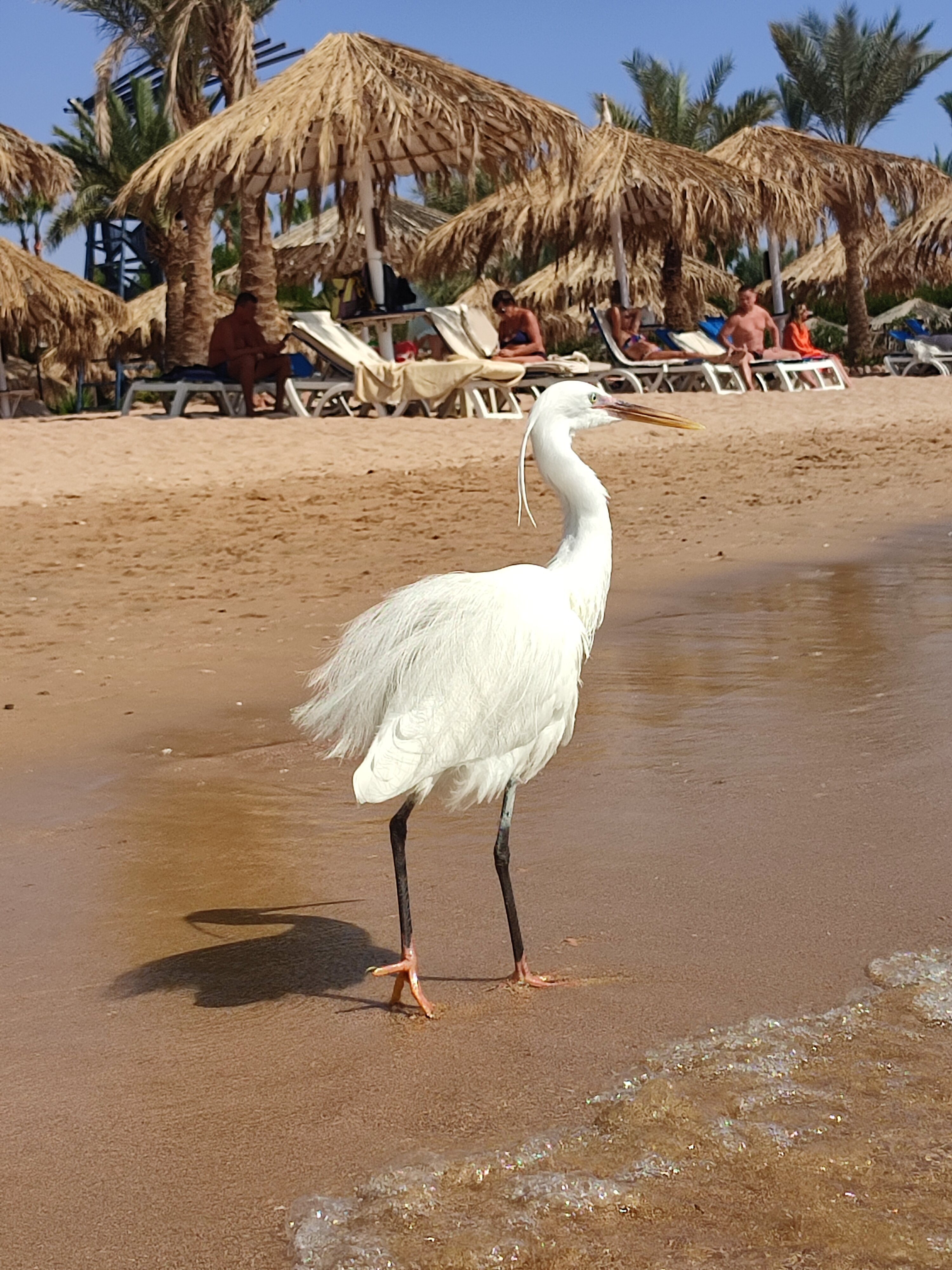 Фото Jaz Sharm Dreams