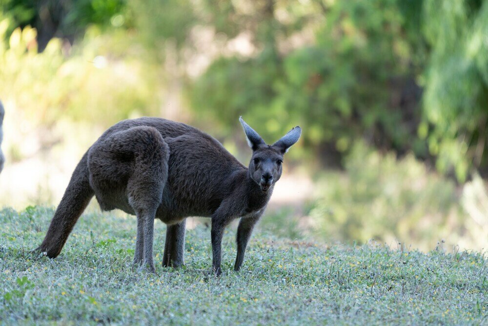 Фото Noble River Estate