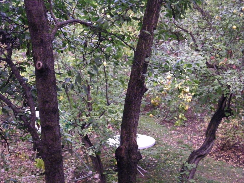 Фото Jasmine Boutique Guesthouse