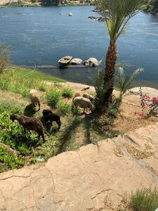 Гостиница Nubian Farm