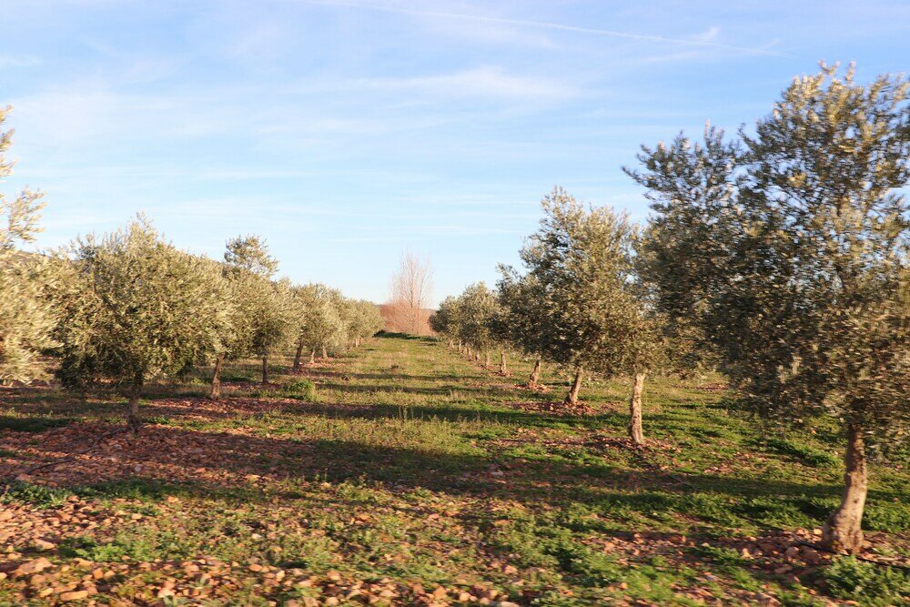 Фото Agroturismo la finka