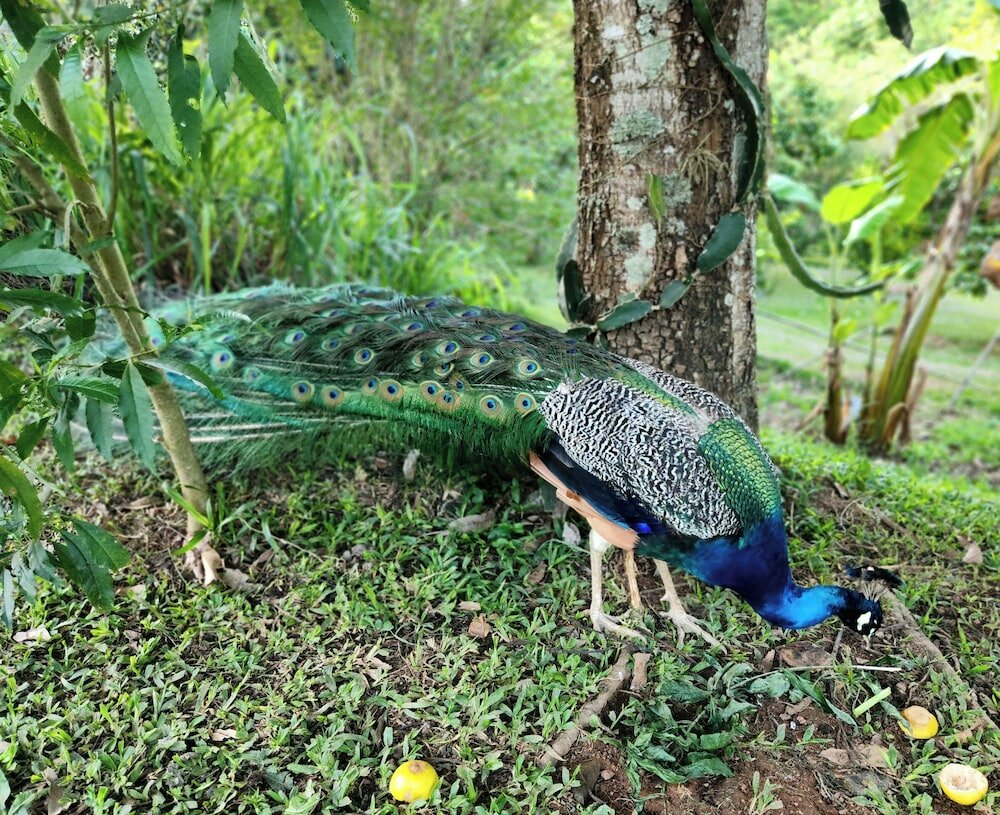 Фото Sítio Belucci