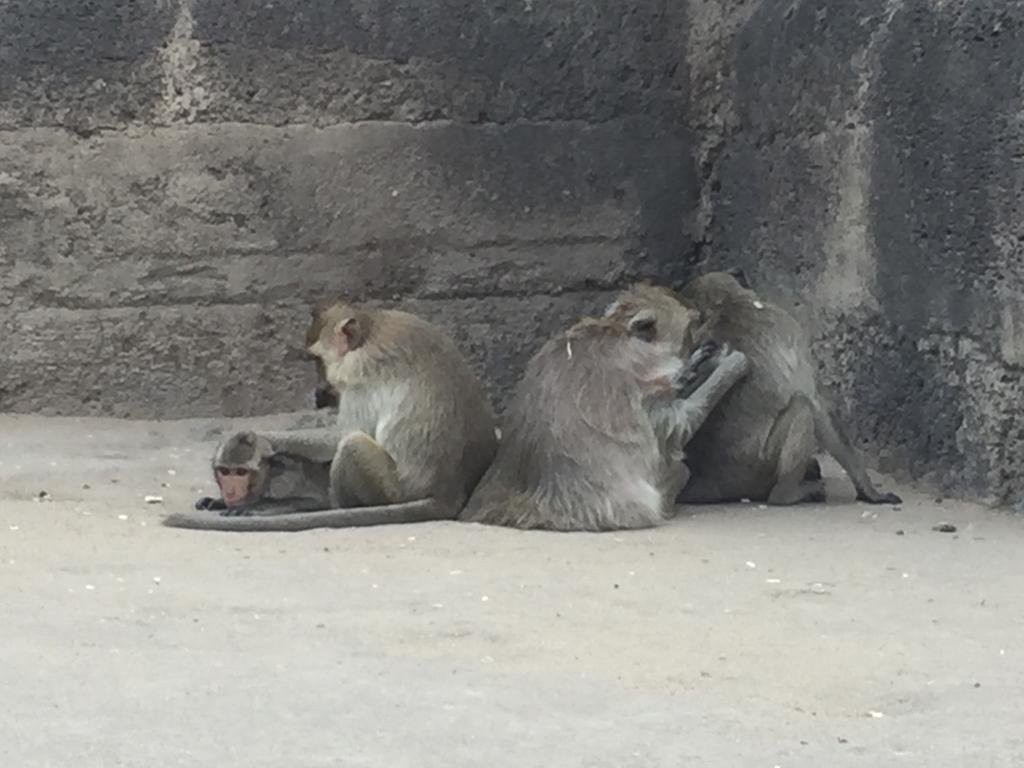 Фото Windsor Park and Resort