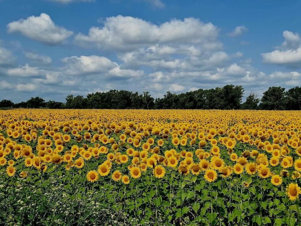 Фото Poggio La Buca - Agriturismo