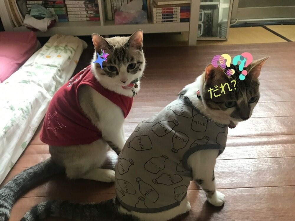 Фото Royal Home Dormitory - Hostel