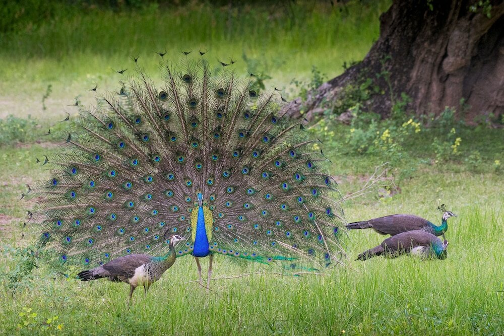 Фото Funky Leopard Safari Lodge Bordering Yala National Park - Hostel