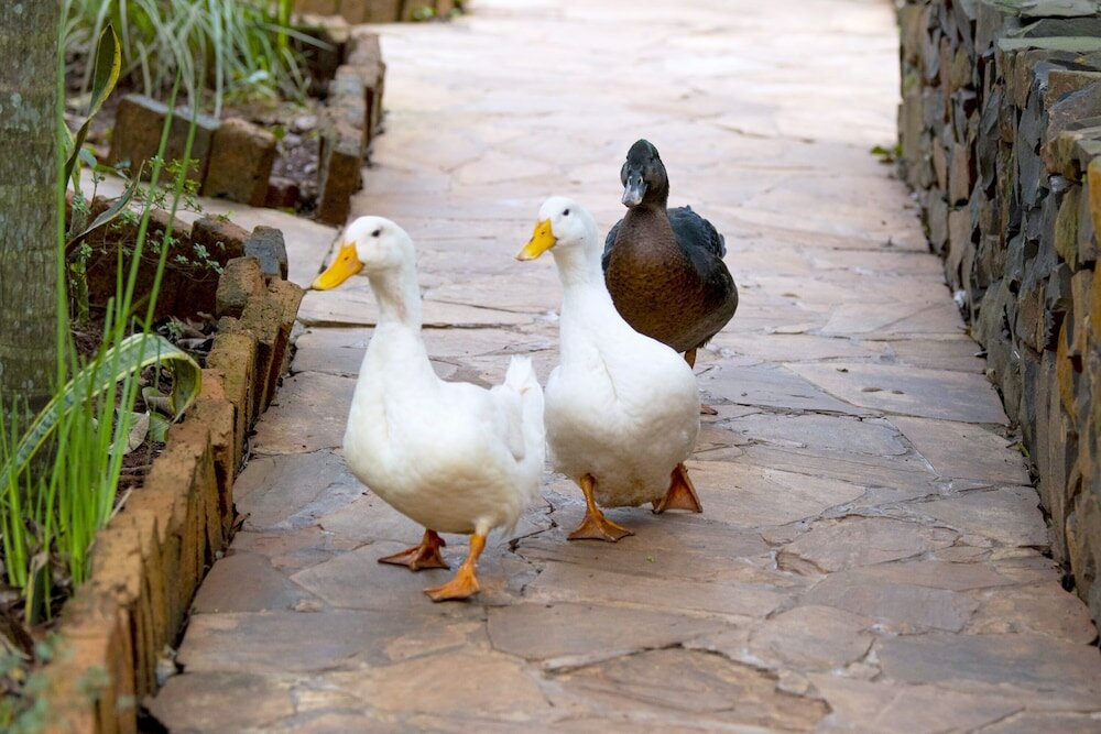 Фото La Cautiva Iguazú Hotel