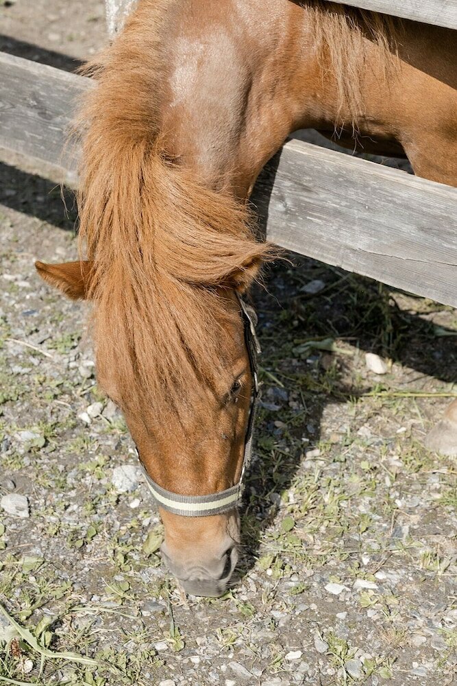 Фото Hotel Roslehen