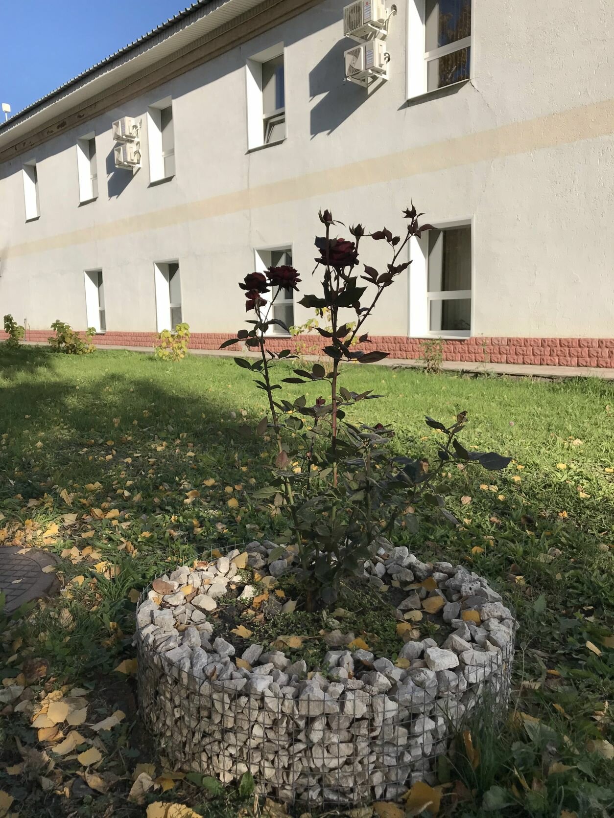 Фото Баргузин