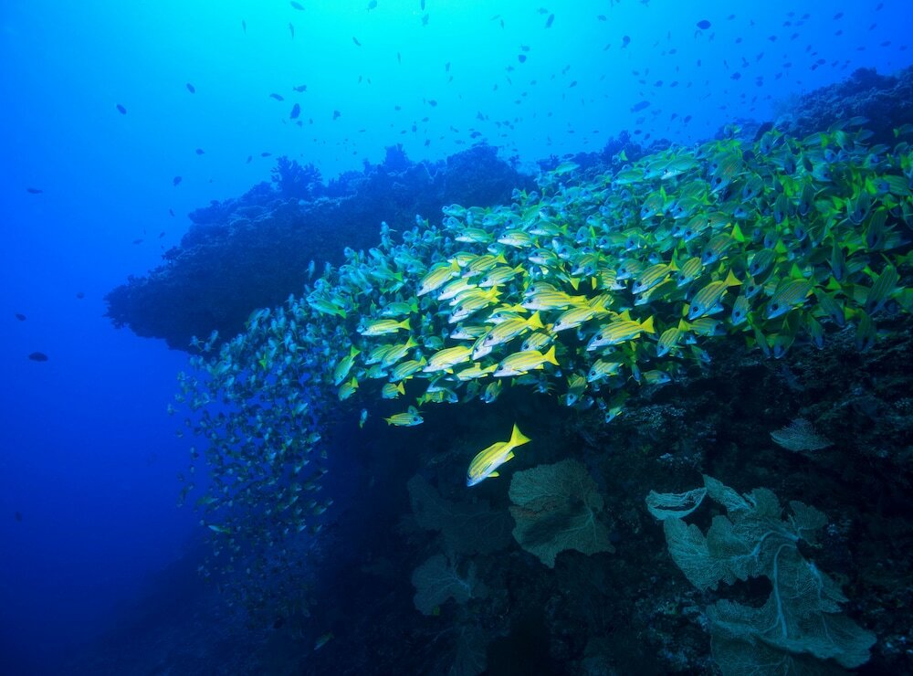 Фото Bb Island House Dhigurah