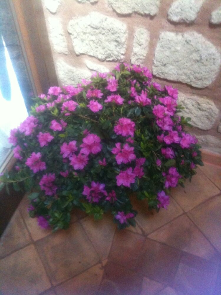 Фото Simonetta ai Musei Vaticani