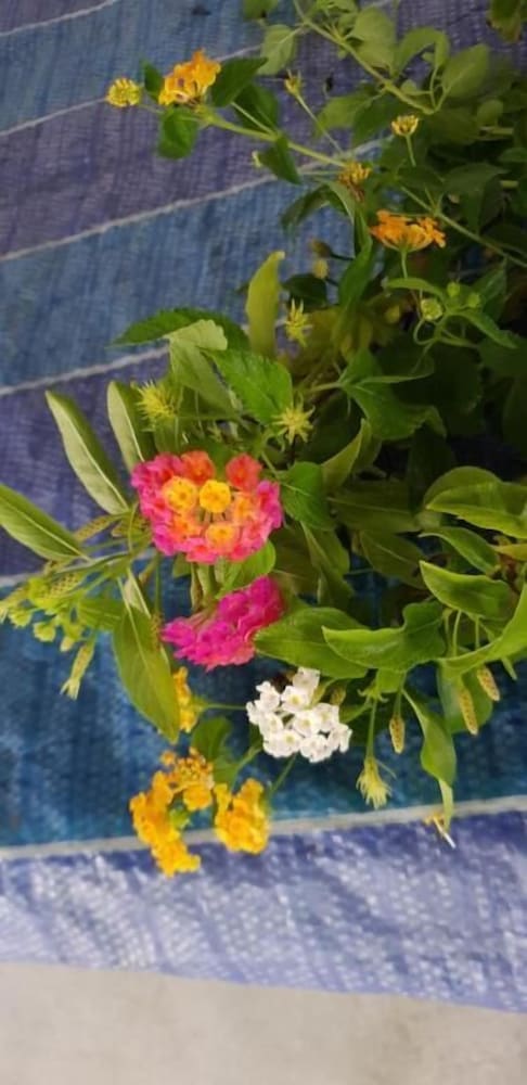 Фото Fuvahmulah Inn