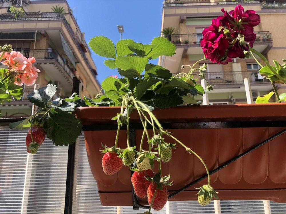 Фото Flower Rooms