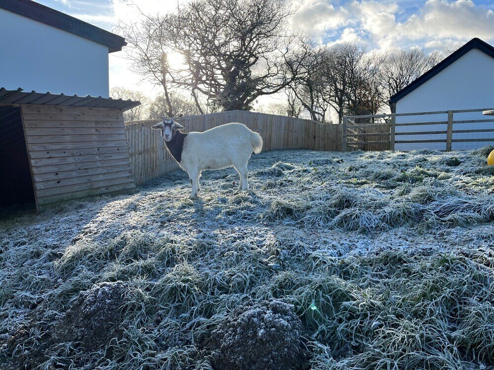 Фото Robin Hood Safari Tent