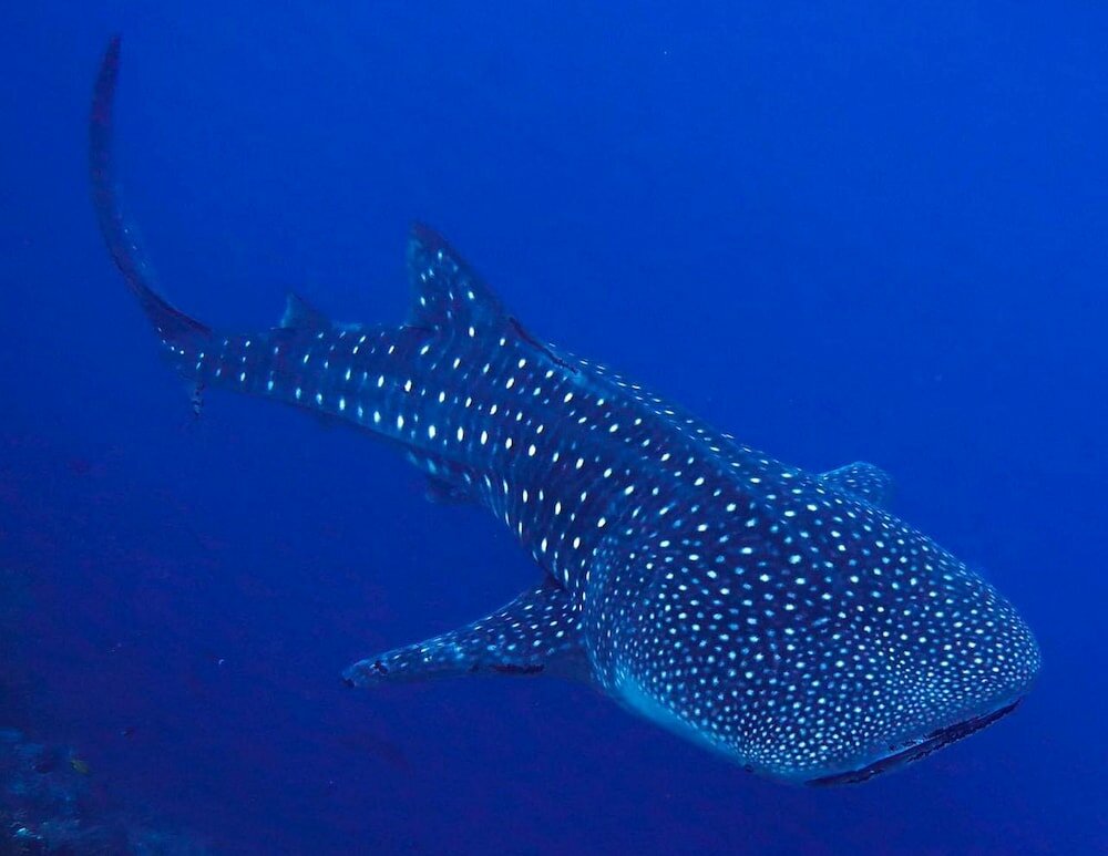 Фото Adroit Beach Inn