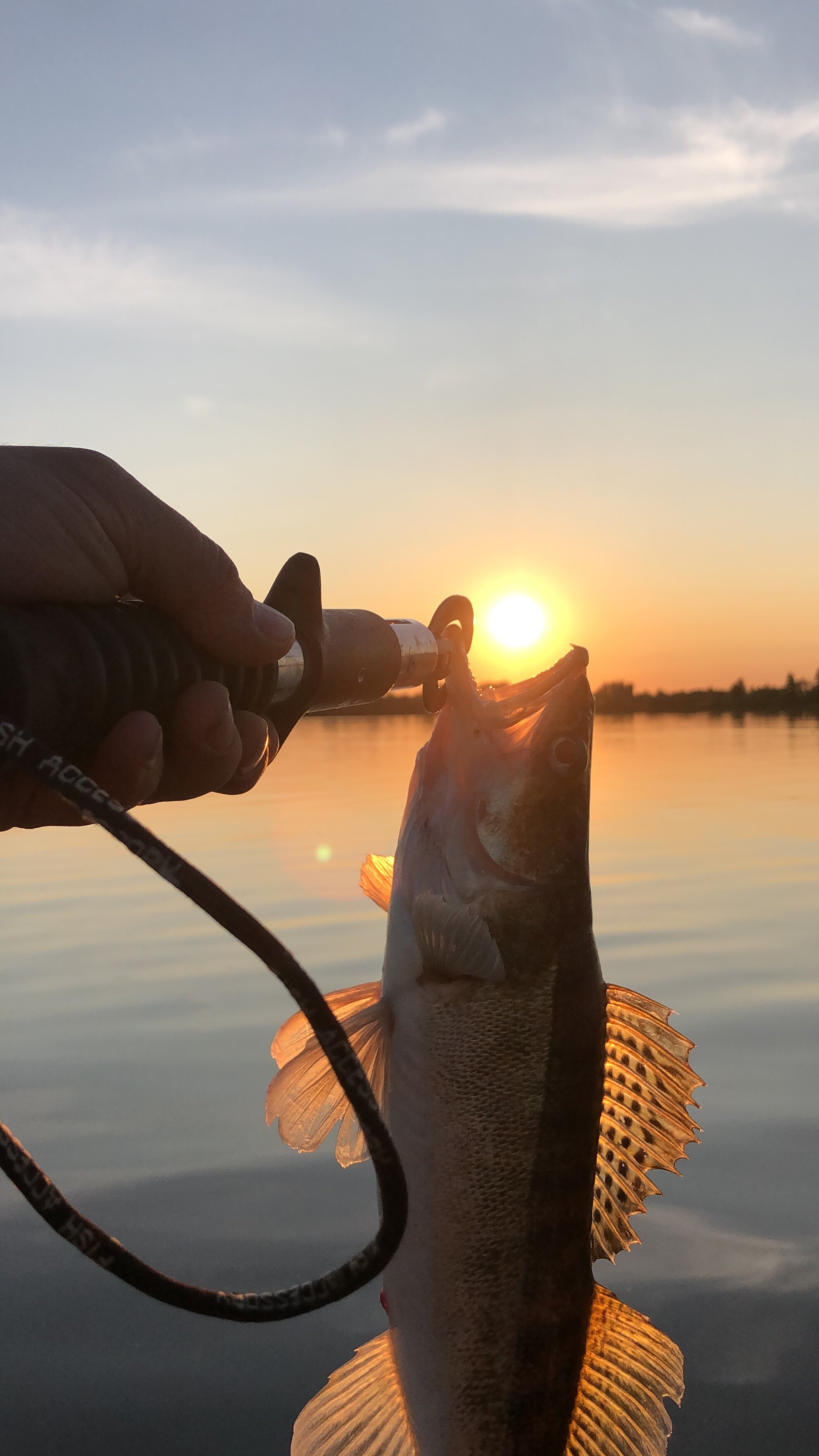 Фото Ёлки зелёные