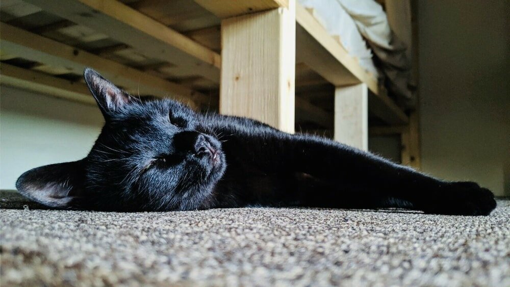 Фото Mad Cat Hostel Osaka & Bar