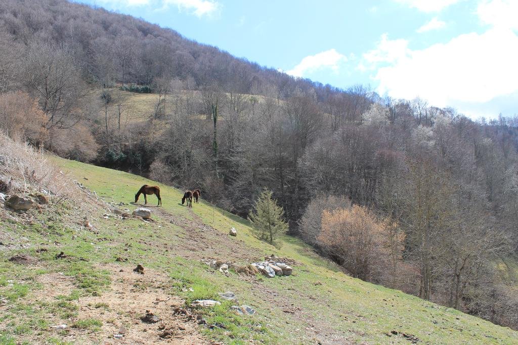 Фото La Costa de Molló