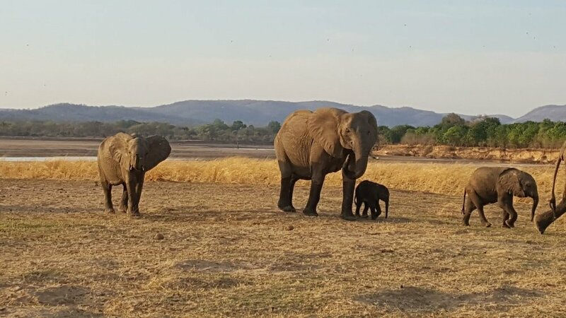 Гостиница Mikango Safari Lodge Zambia
