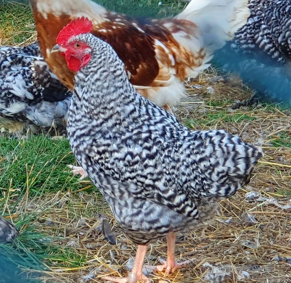Фото Dartmoor Reach Alpaca Farm