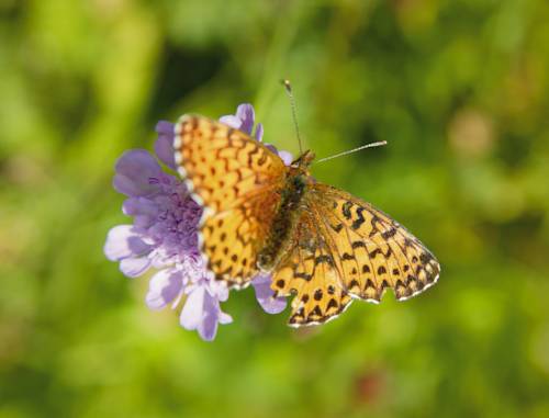 Фото Parkhotel Seefeld