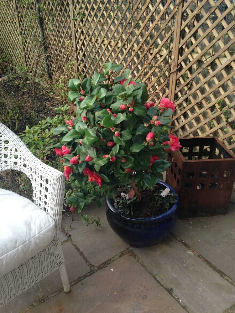 Фото Modern 3 Bedroom Apartment in Brixton