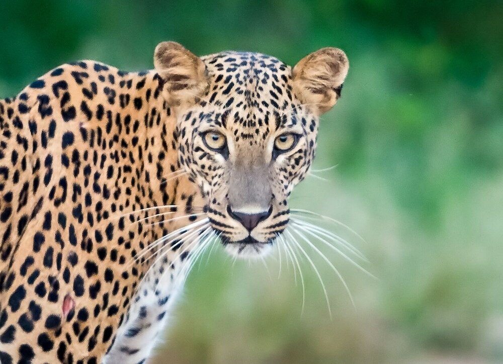 Фото Big Game Yala by Eco Team