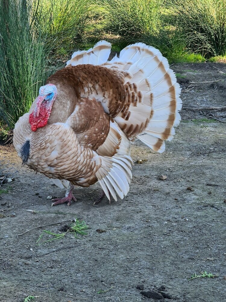 Фото Halls Haven Holiday Units