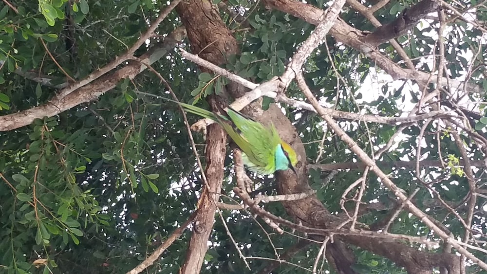 Фото Yala Big Game Drive with Heina Eco Team