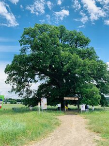 Suvorov Oak (Autonomous Republic of Crimea, Belogorskiy rayon, Krinichnenskiy selskiy sovet, Pamyatnik prirody regionalnogo znacheniya Suvorovskiy dub), landmark, attraction