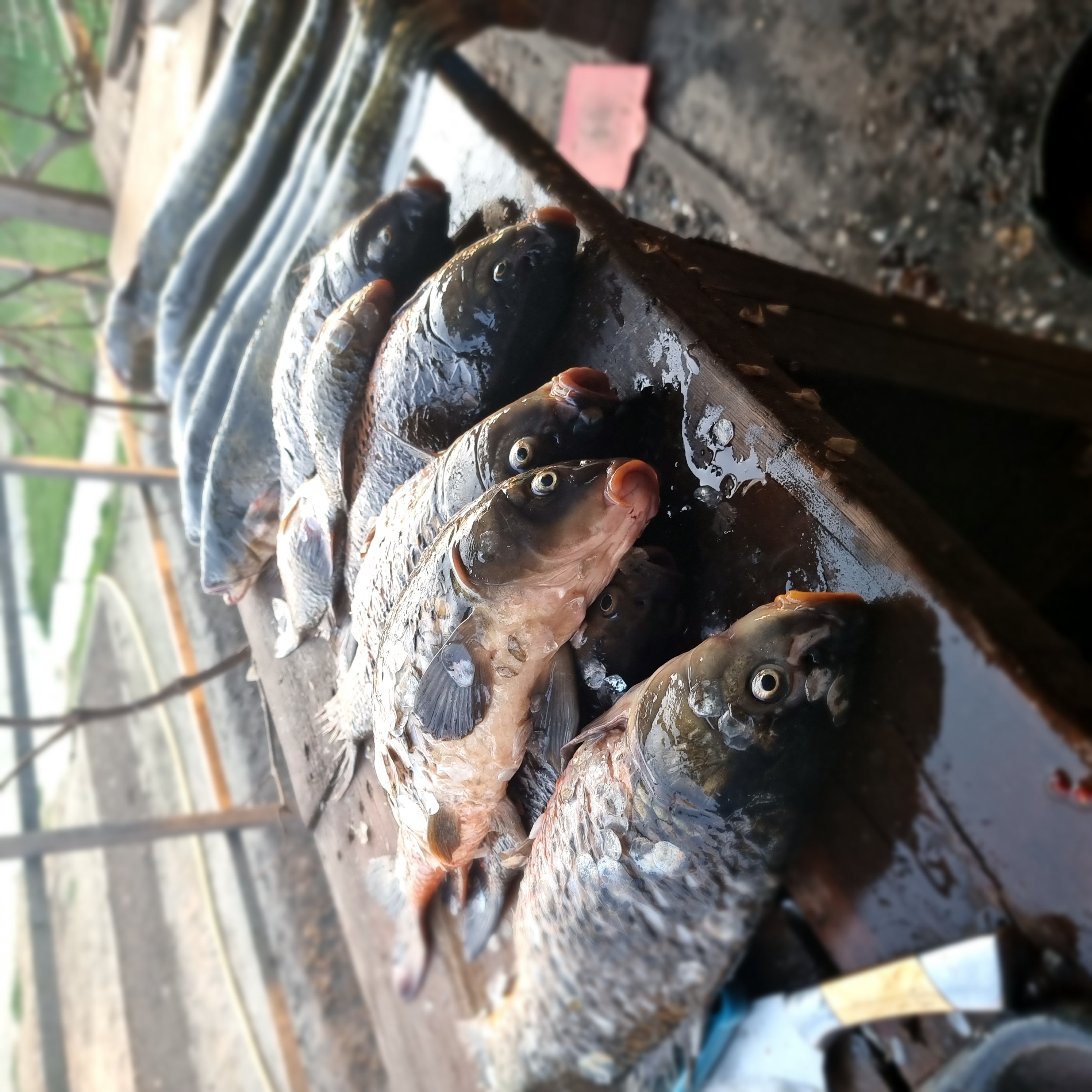 Фото Дельта