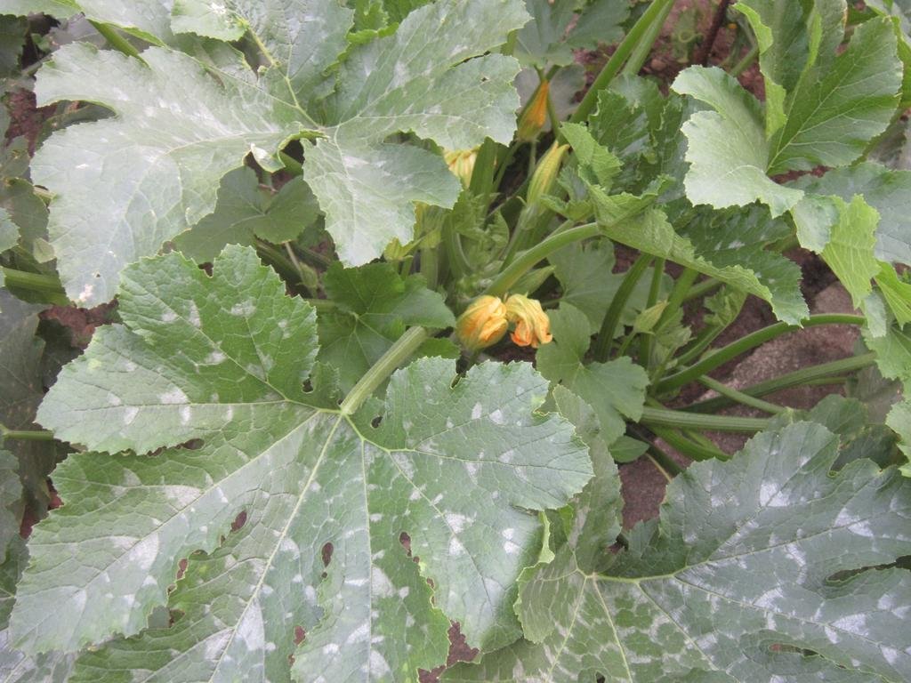 Фото B&b A Cà Di Mè