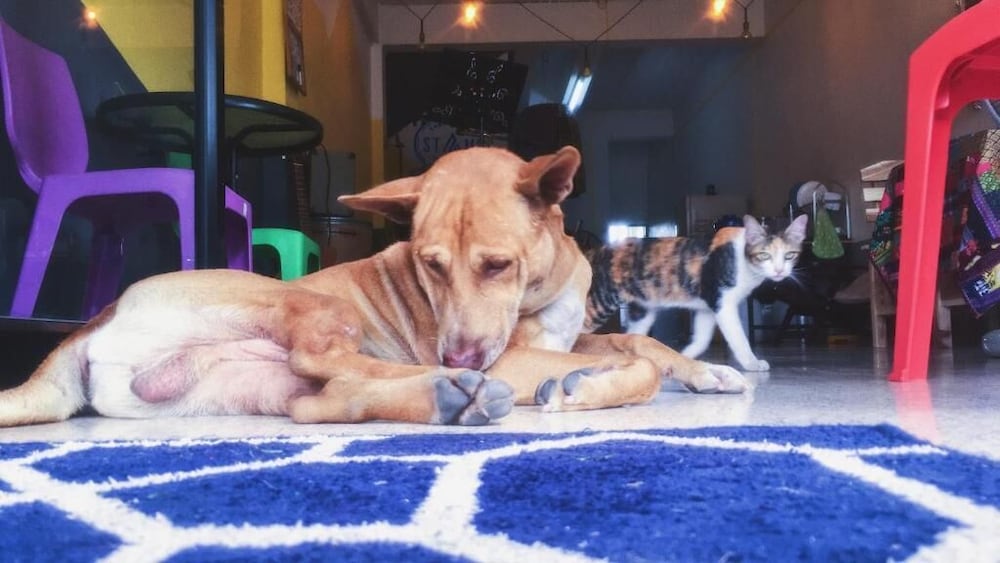 Фото Stamp Hostel - Adults Only