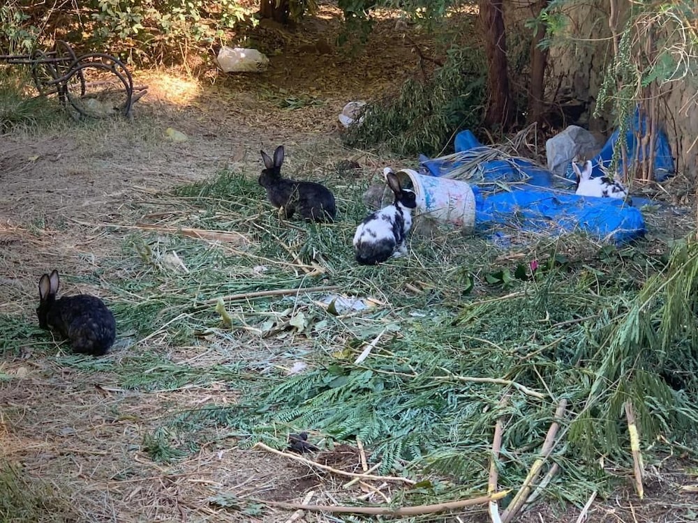 Фото Nubian Farm