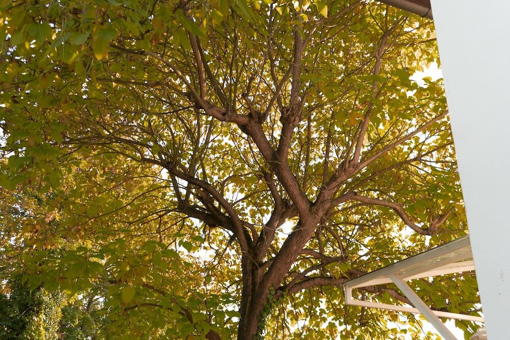 Фото Hotel Villa Benz