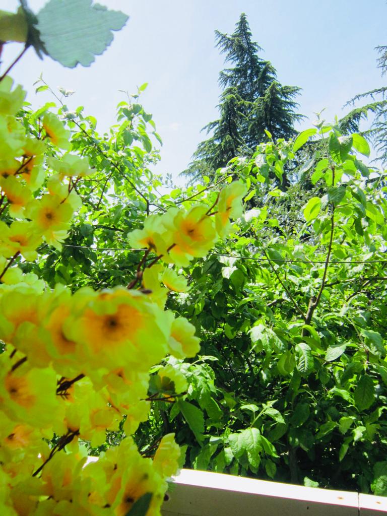 Фото Виолетта